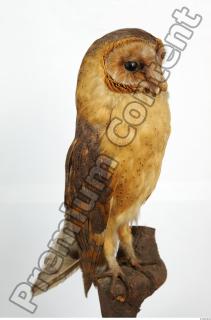 Barn owl - Tyto alba  0091